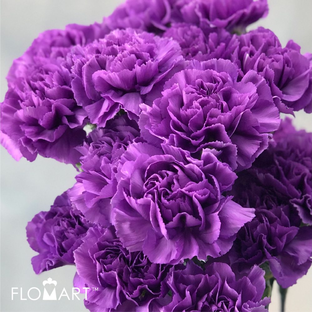 Flomart | Product categories Dianthus