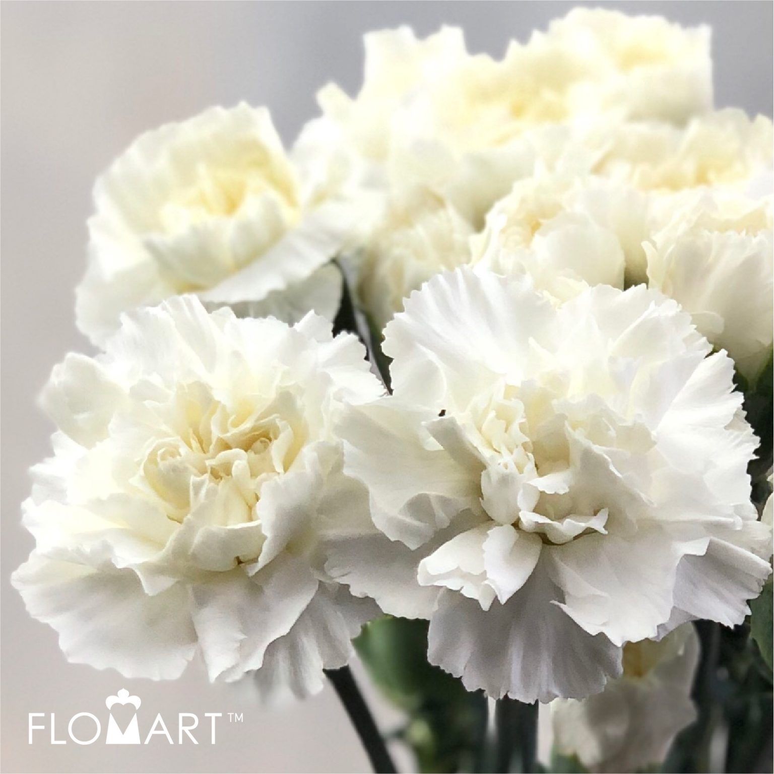 Flomart | Product Flomart