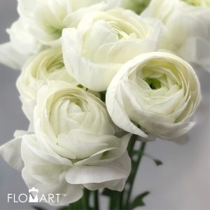 Flomart | Product Flomart