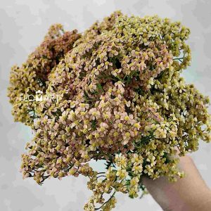 Achillea Lachsschon - Image 1