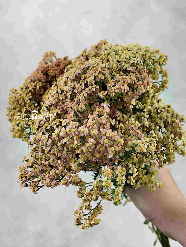Achillea Lachsschon