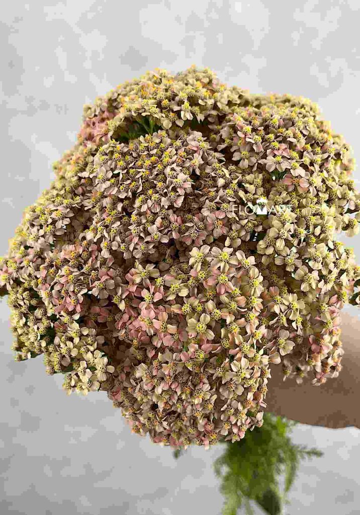 Achillea Lachsschon