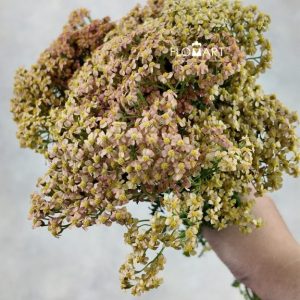 Achillea Lachsschon - Image 2
