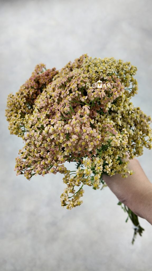 Achillea Lachsschon