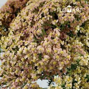 Achillea Lachsschon