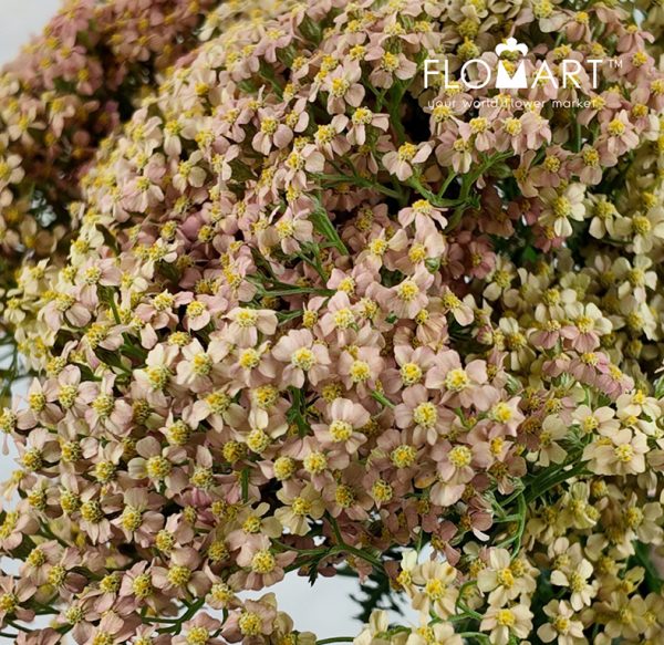 Achillea Lachsschon