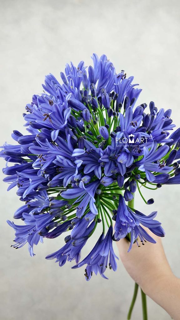 Agapanthus Purple