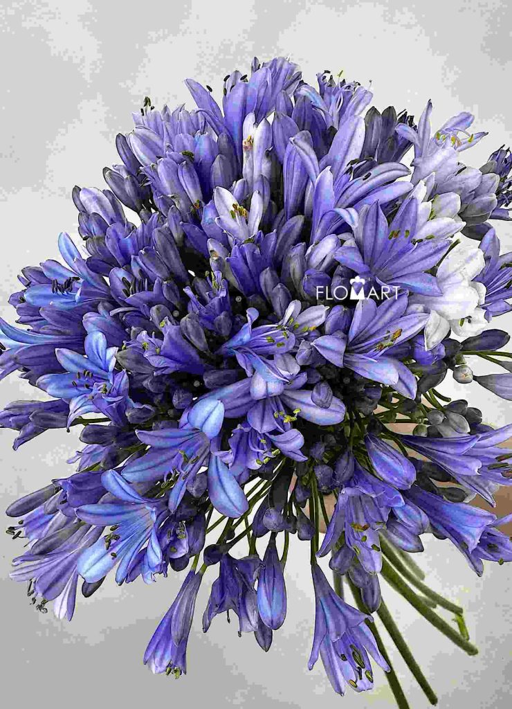 Agapanthus Purple