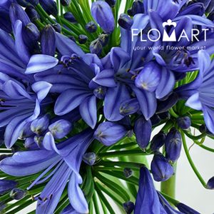 Agapanthus Purple