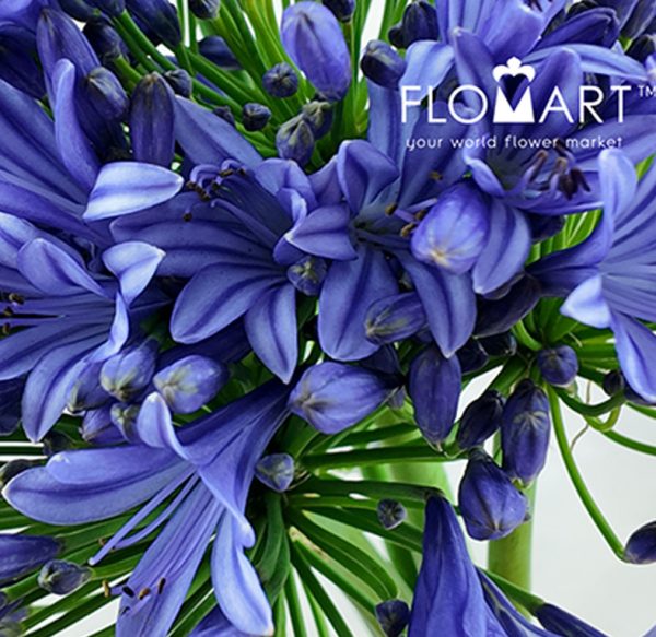 Agapanthus Purple