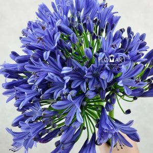 Agapanthus Purple - Image 2