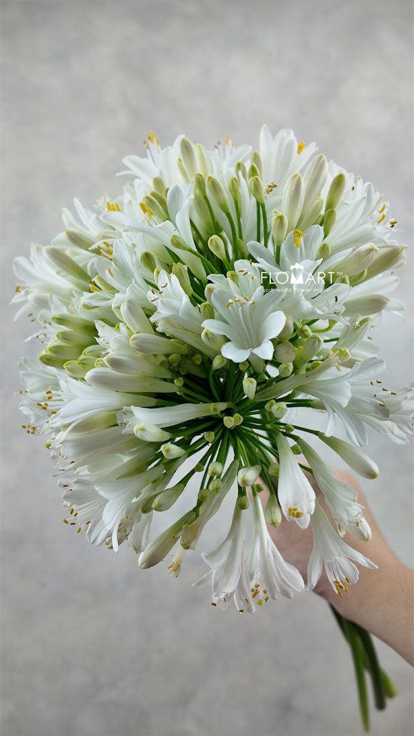 Agapanthus White