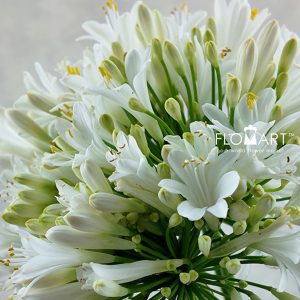 Agapanthus White