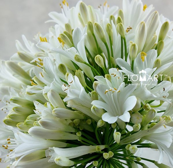 Agapanthus White