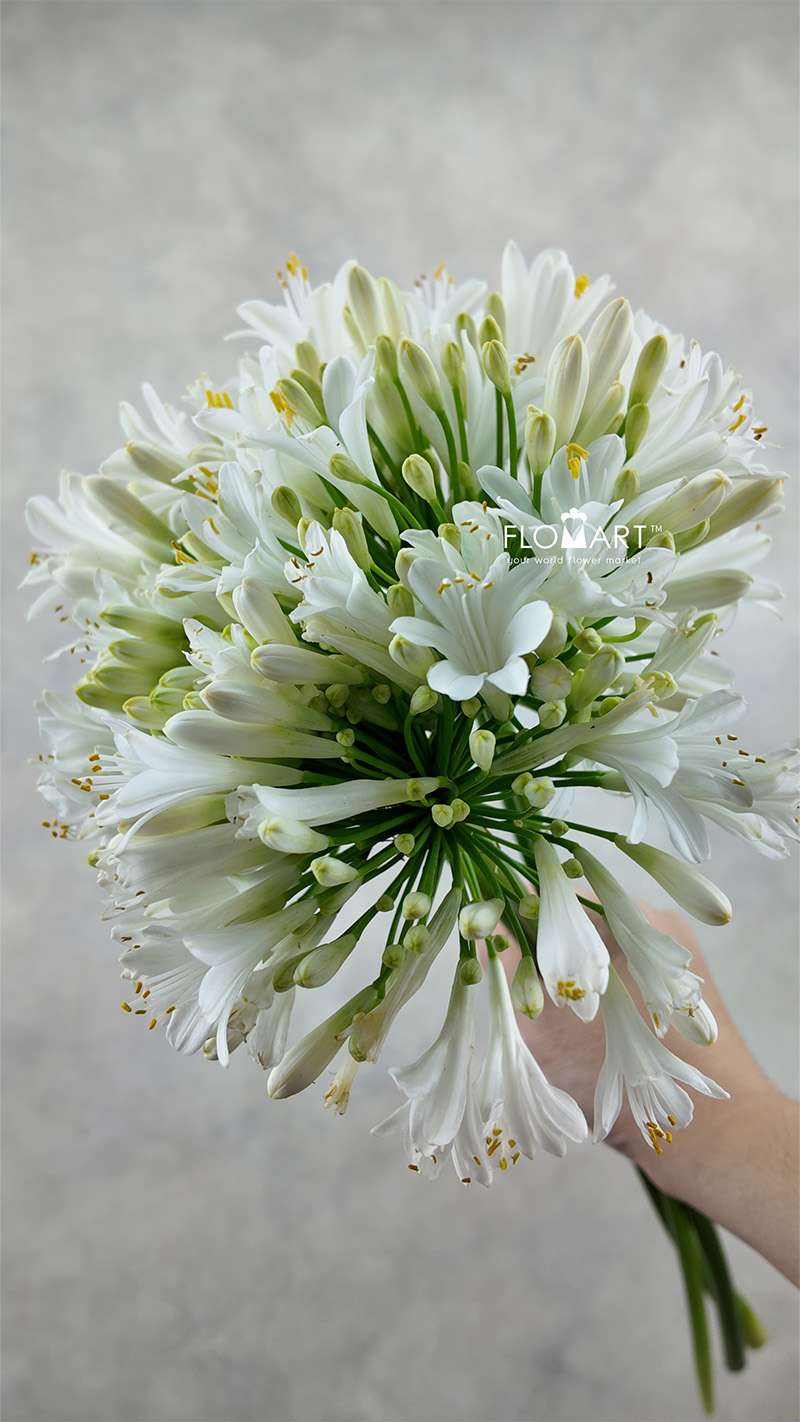 Agapanthus White - Image 1