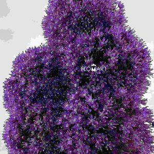 Allium Ambassador - Image 1