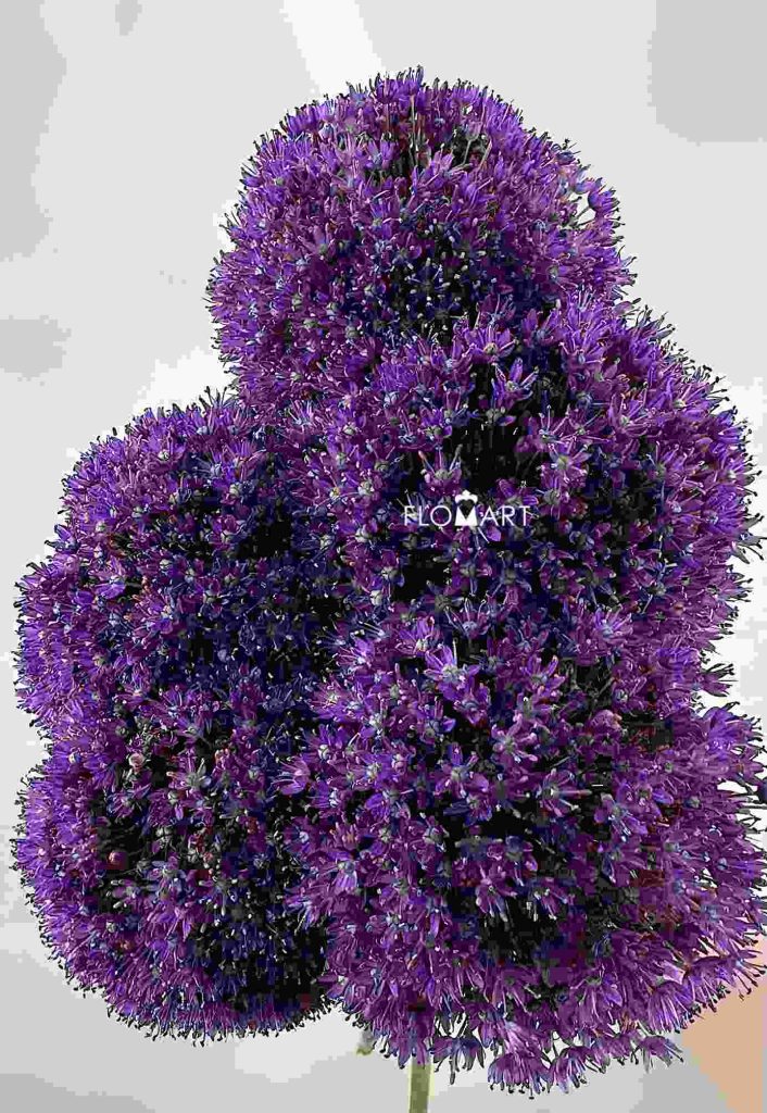 Allium Ambassador
