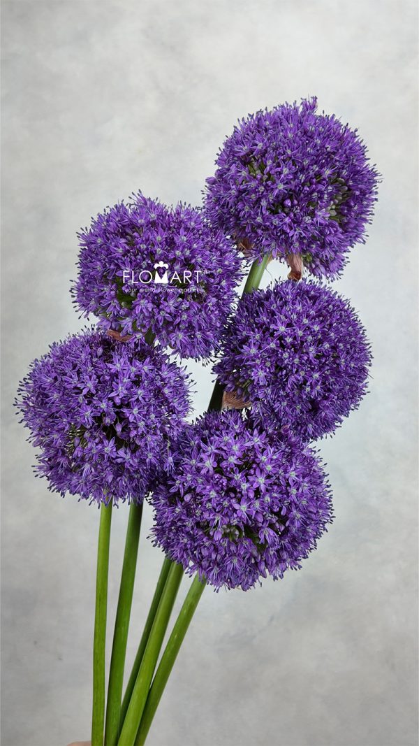 Allium Ambassador