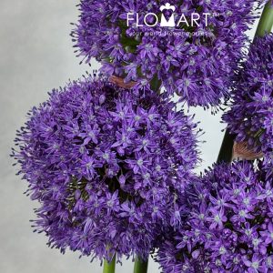Allium Ambassador