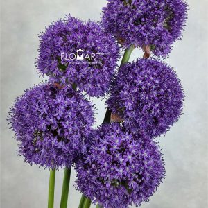 Allium Ambassador - Image 2