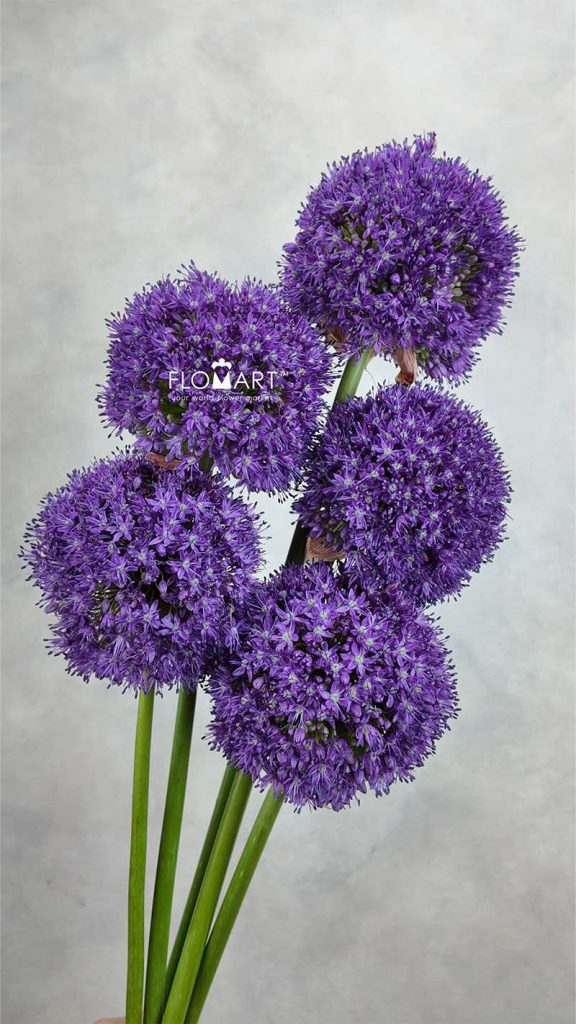 Allium Ambassador