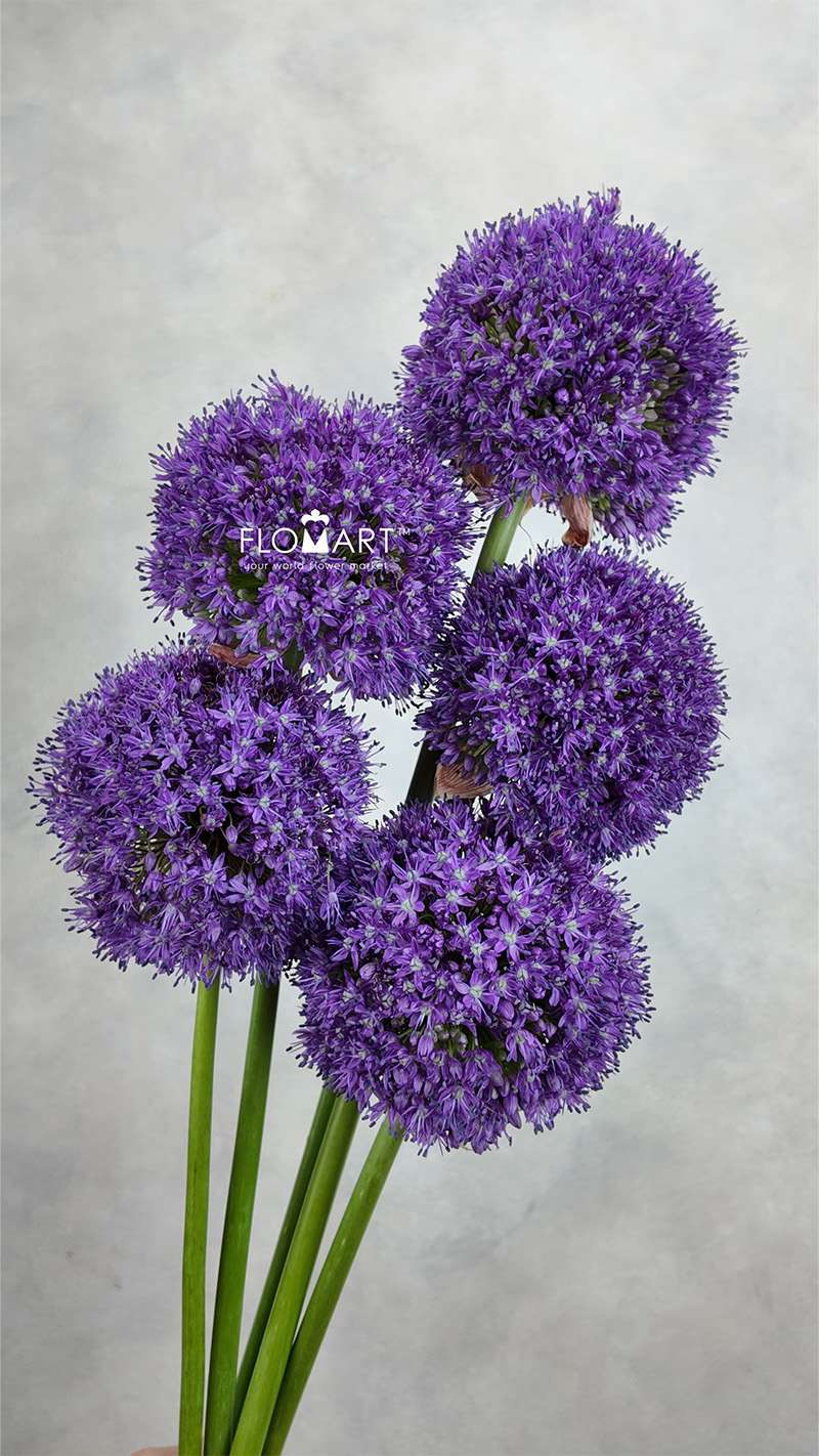 Allium Ambassador - Image 1