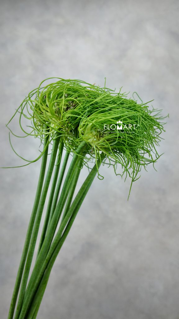 Allium Catweazle