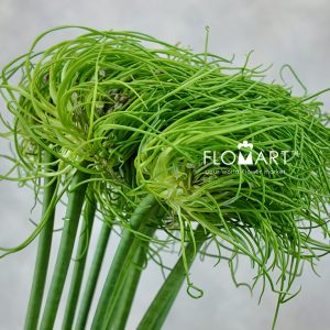 Allium Catweazle