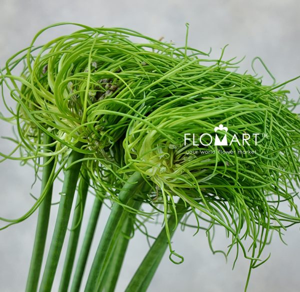 Allium Catweazle