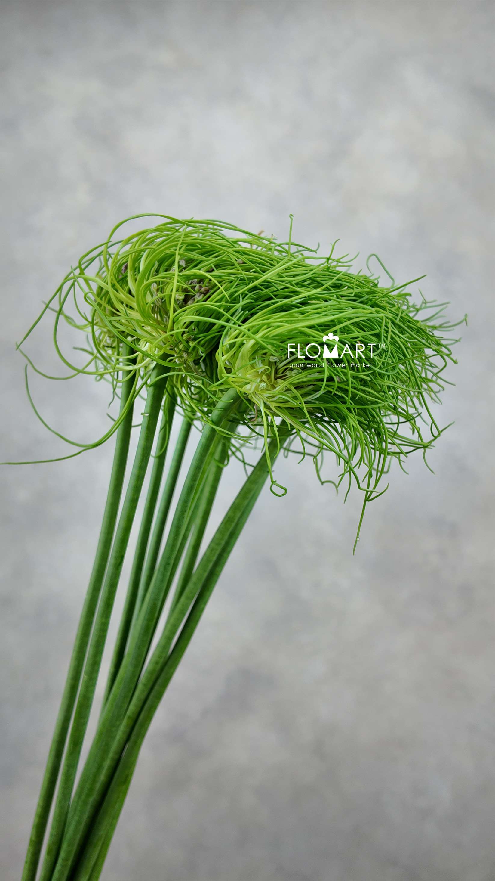 Allium Catweazle - Image 1