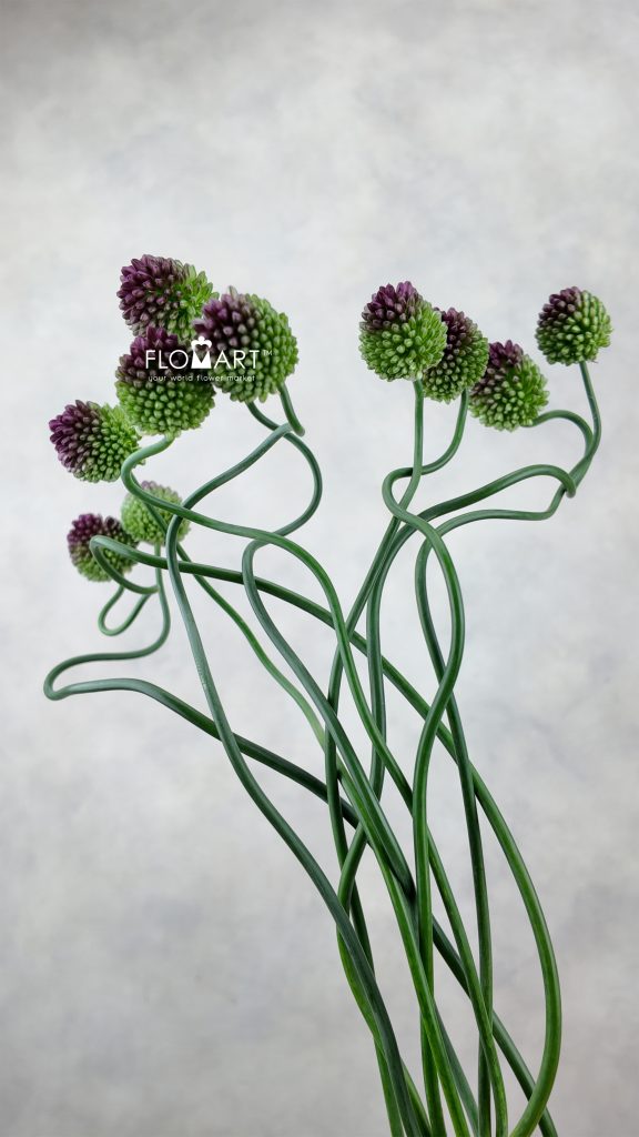 Allium Dancing Tanco