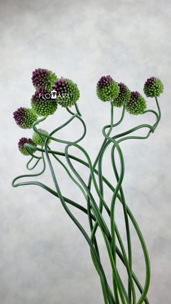 Allium Dancing Tanco