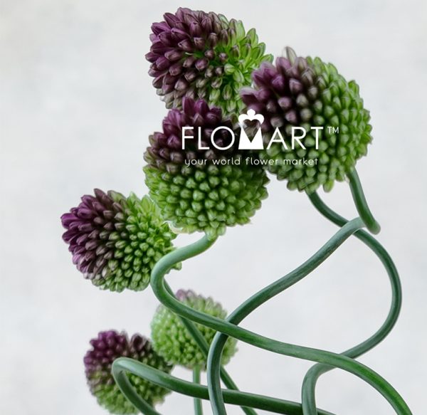 Allium Dancing Tanco