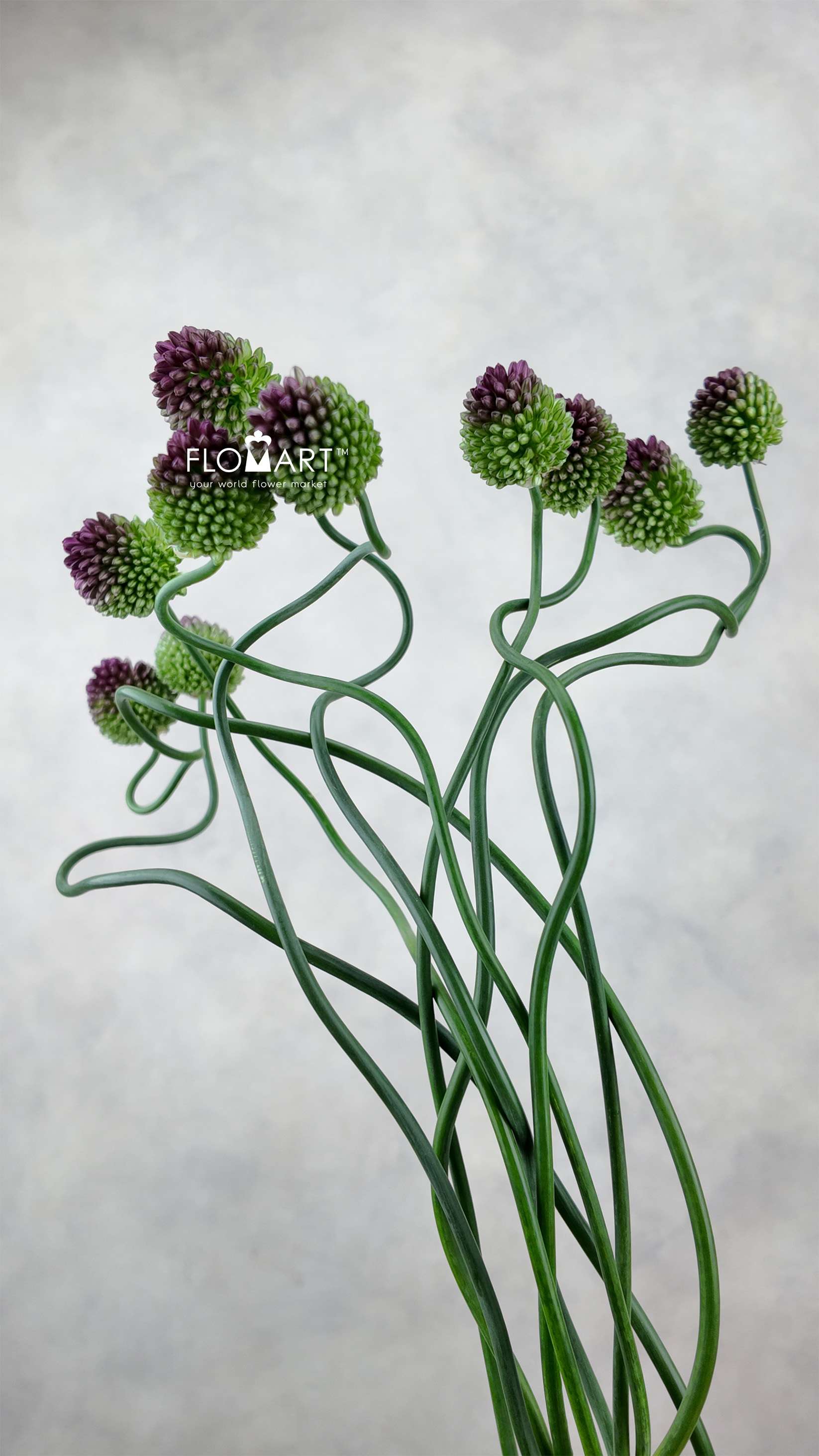 Allium Dancing Tanco - Image 1