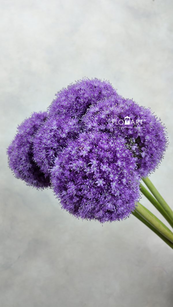 Allium Giganteum