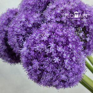 Allium Giganteum