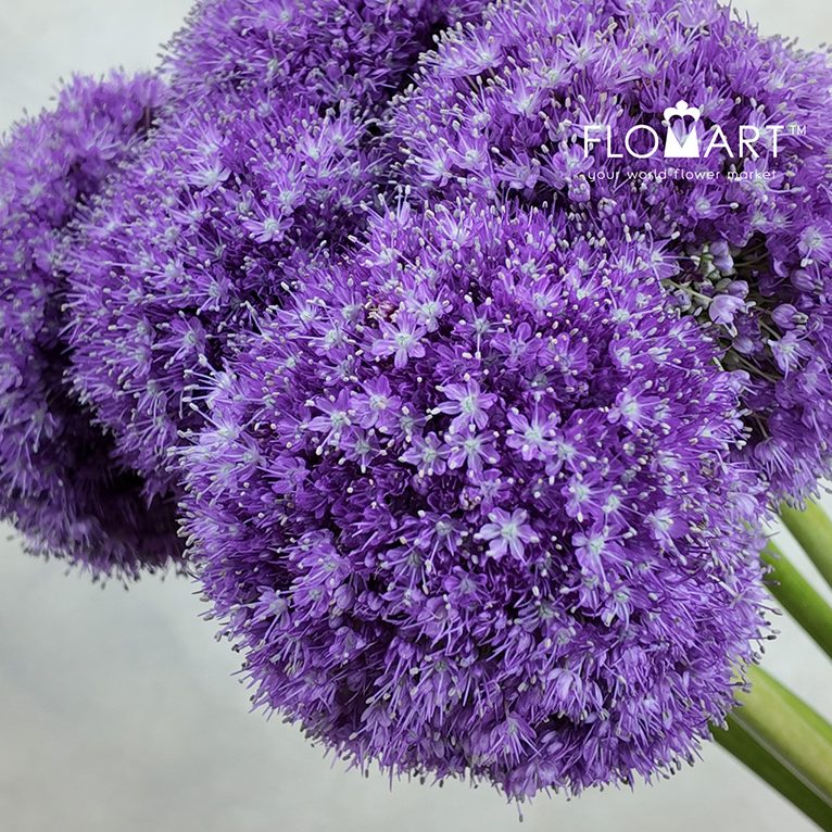 Allium Giganteum