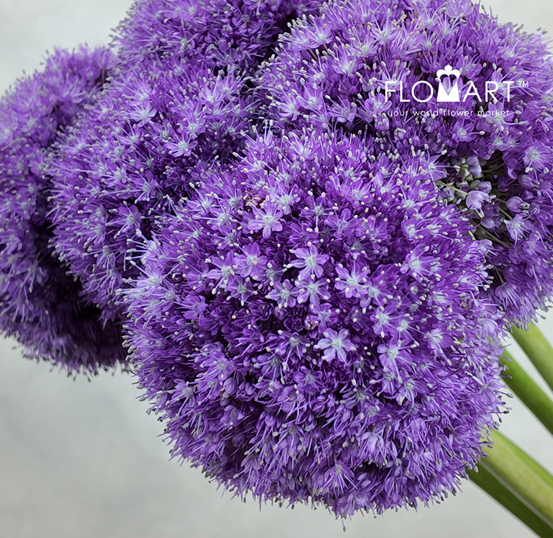 Allium Giganteum