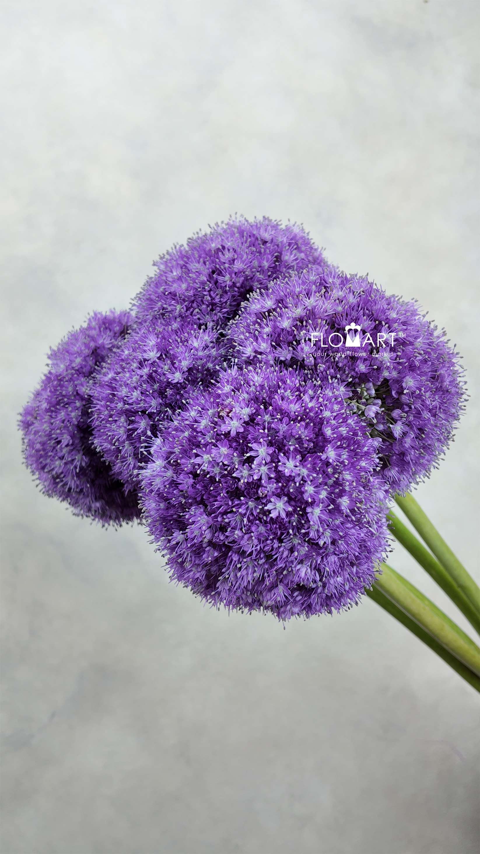 Allium Giganteum - Image 1