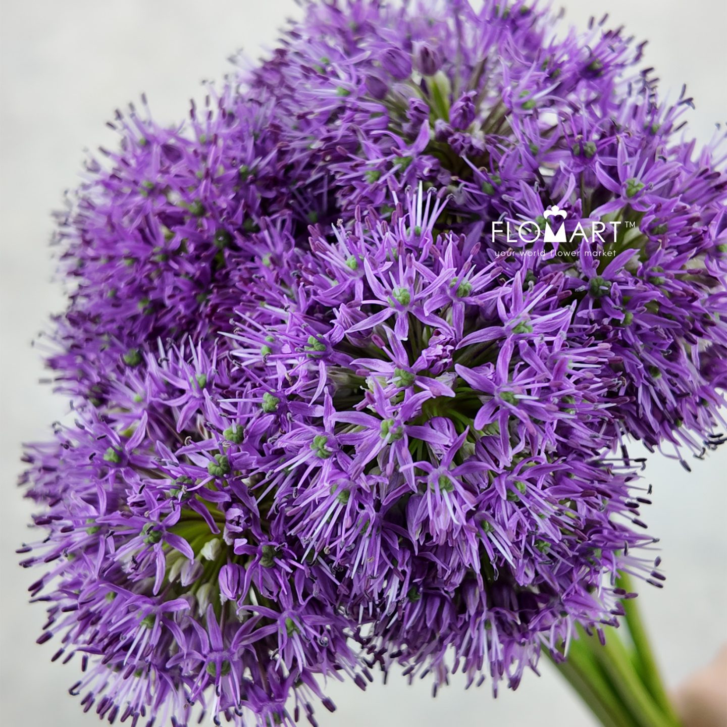 Allium Gladiator