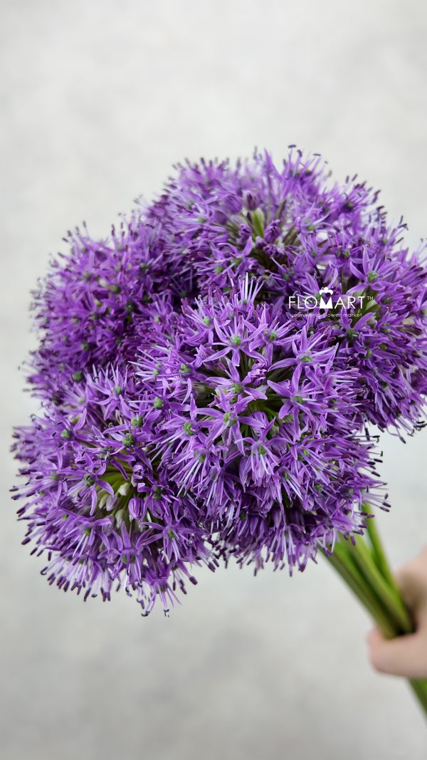 Allium Gladiator