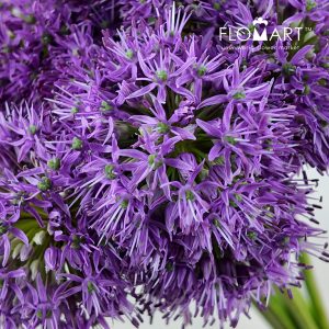 Allium Gladiator
