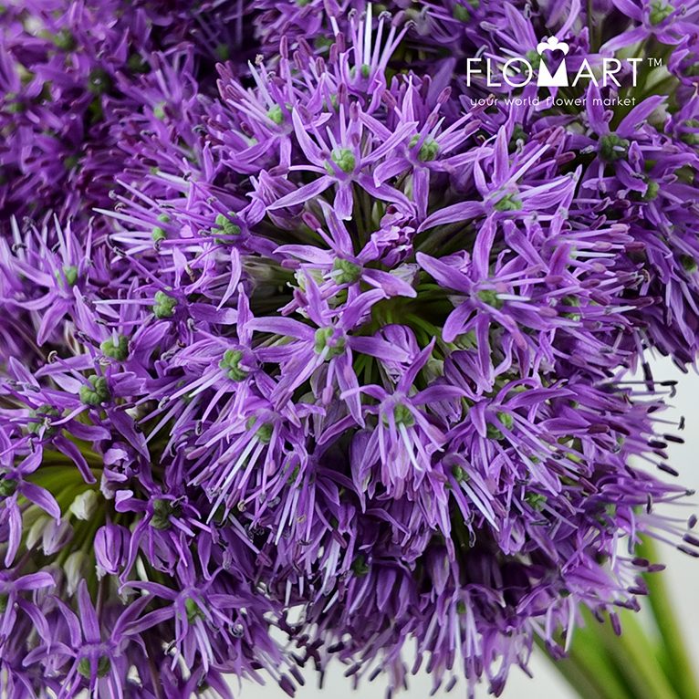 Allium Gladiator