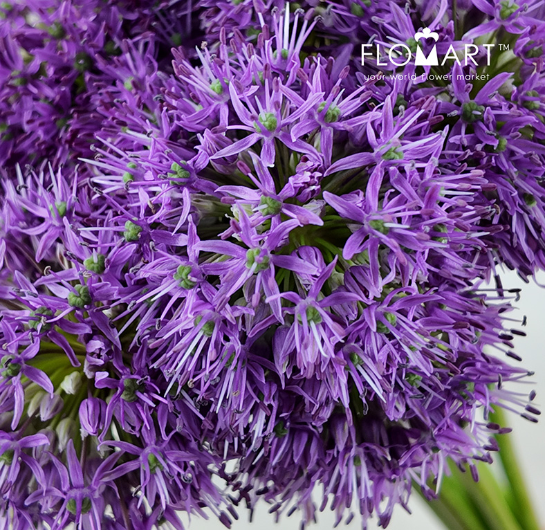 Allium Gladiator