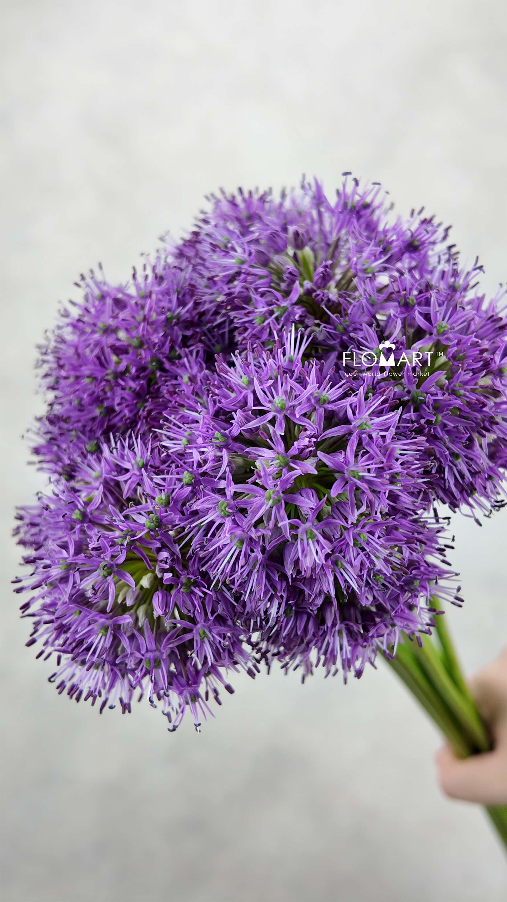 Allium Gladiator - Image 1