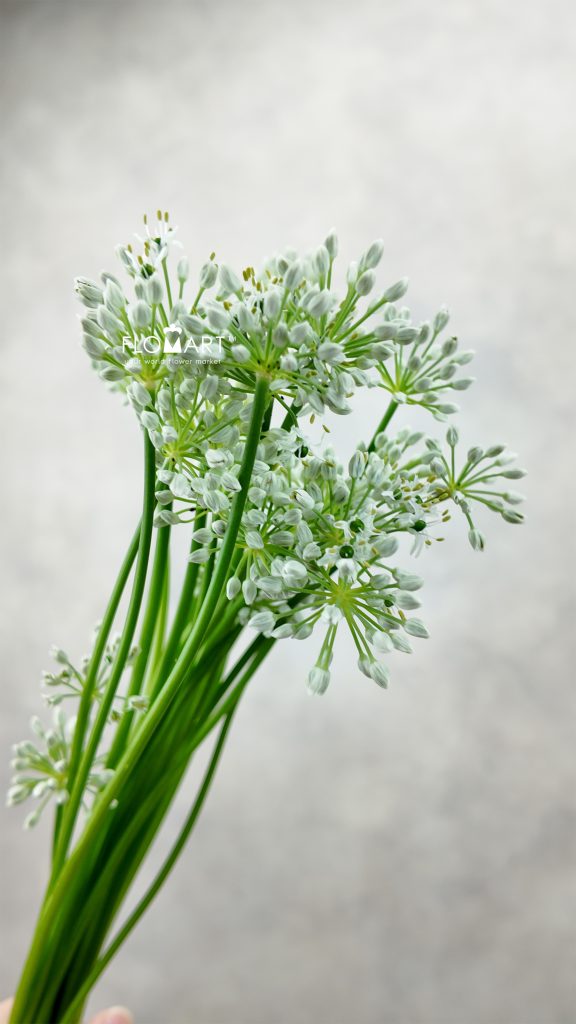 Allium Mini Ningrum