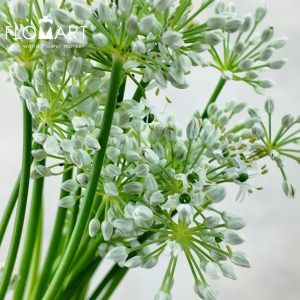Allium Mini Ningrum