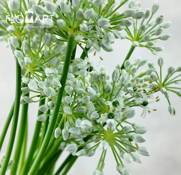 Allium Mini Ningrum