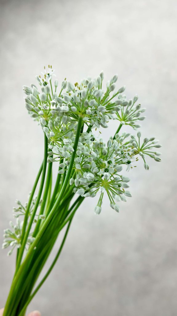 Allium Mini Ningrum