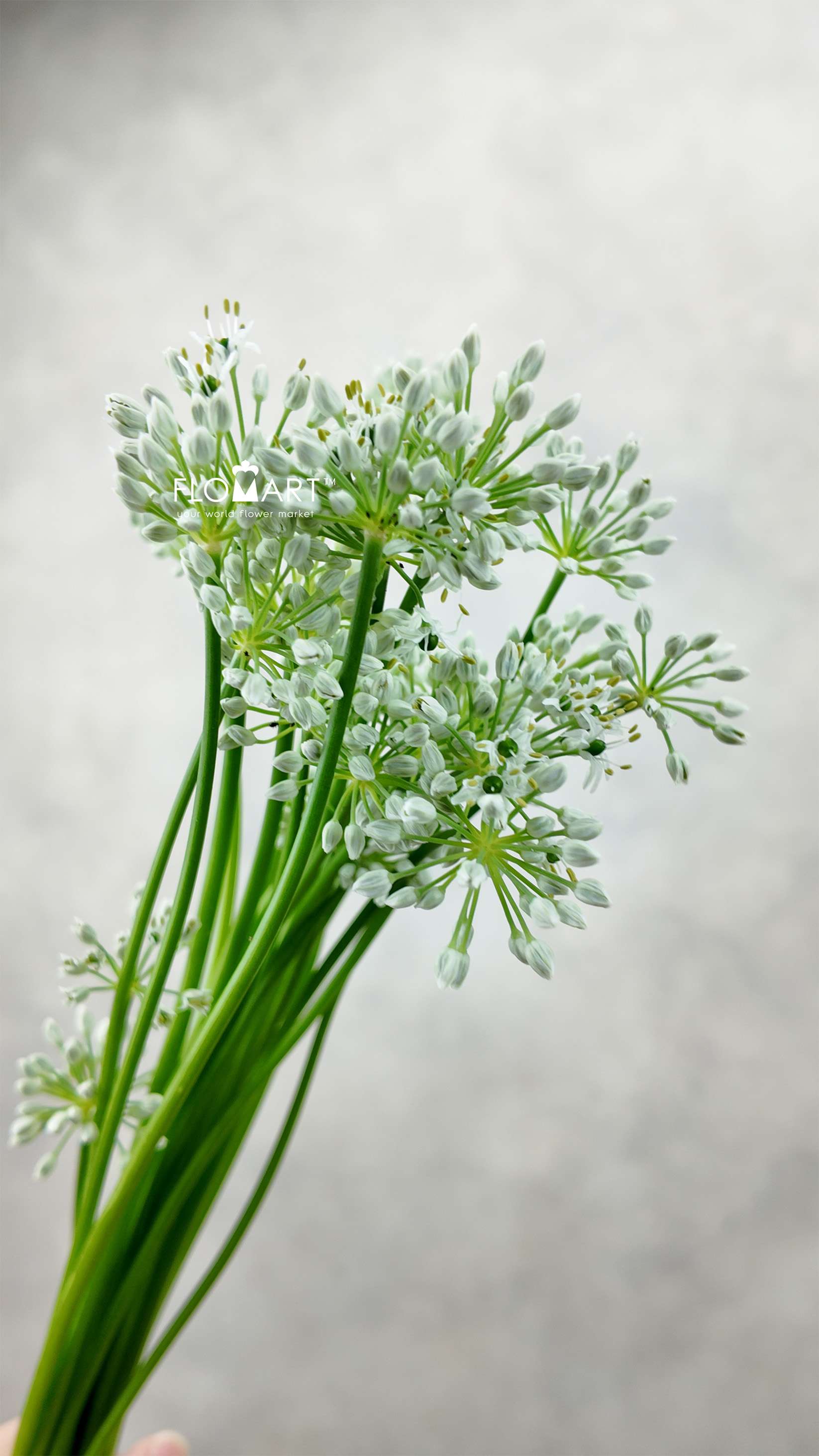 Allium Mini Ningrum - Image 1